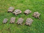 Rehomed...Hermanns : 7 Female's and 1 Male various ages (Creep of Hermanns)